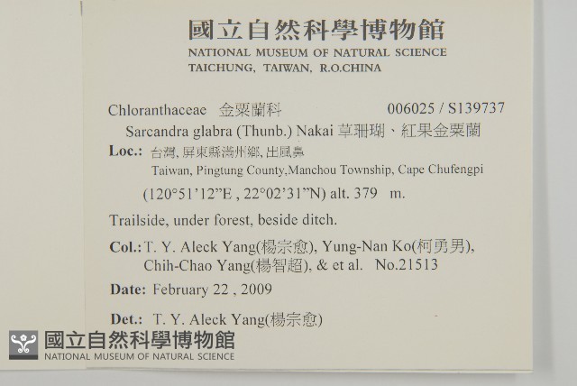 草珊瑚、紅果金粟蘭藏品圖，第2張