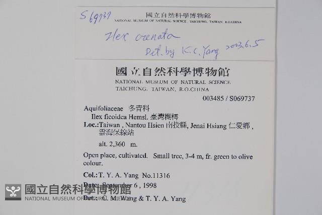 假黃楊藏品圖，第2張