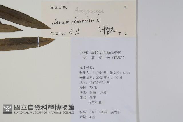 洋夾竹桃藏品圖，第2張