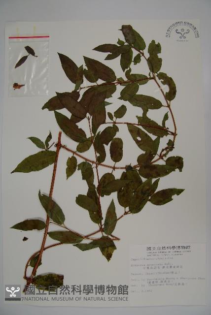 Acuminat-leaf Honeysuckle Collection Image, Figure 1, Total 2 Figures