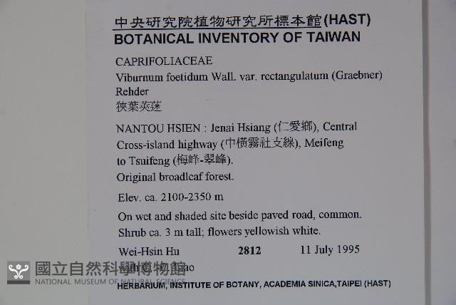 狹葉莢迷藏品圖，第2張