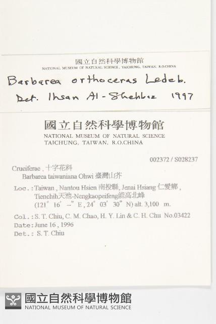 山芥菜藏品圖，第5張