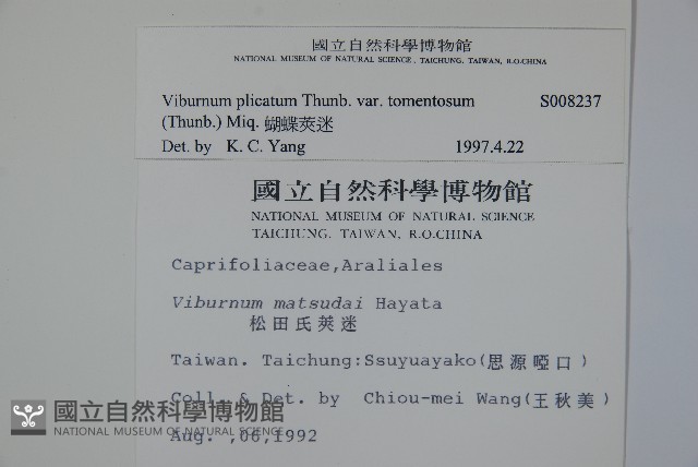 蝴蝶莢迷藏品圖，第2張