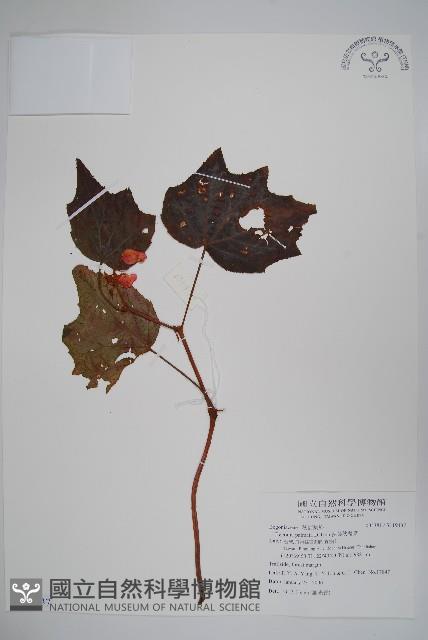 裂葉秋海棠藏品圖，第1張