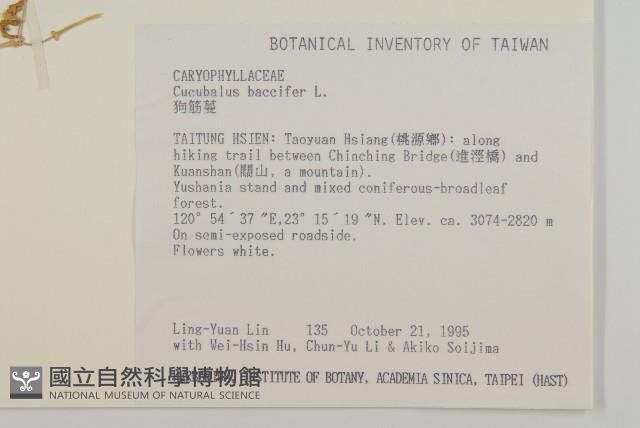 狗筋蔓藏品圖，第2張