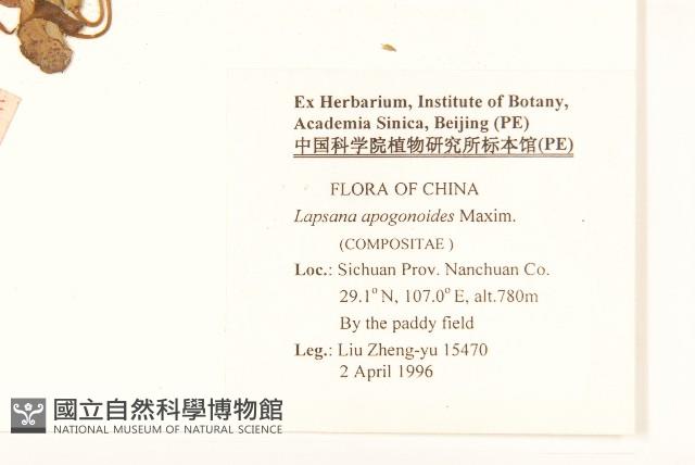 稻槎菜藏品圖，第2張