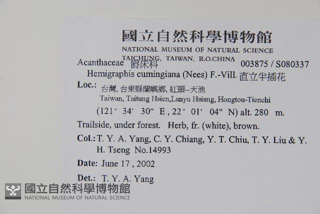 直立半插花藏品圖，第2張