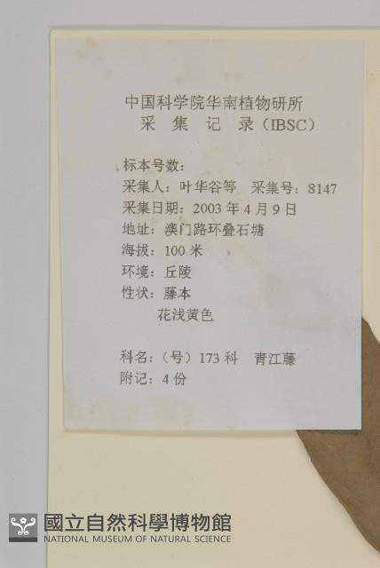 南華南蛇藤，青江藤藏品圖，第2張