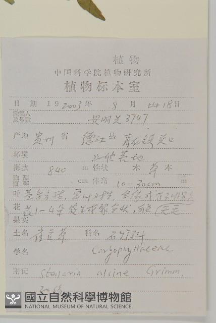 雀舌草藏品圖，第2張