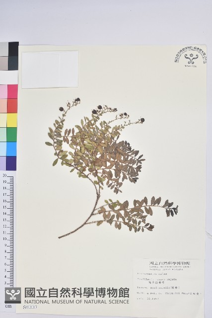 高山白珠樹藏品圖，第1張