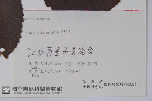 鹽膚木藏品圖，第2張