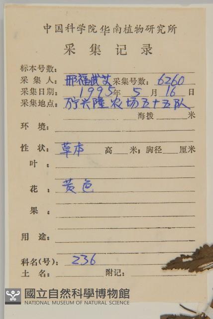 白花鬼針藏品圖，第2張