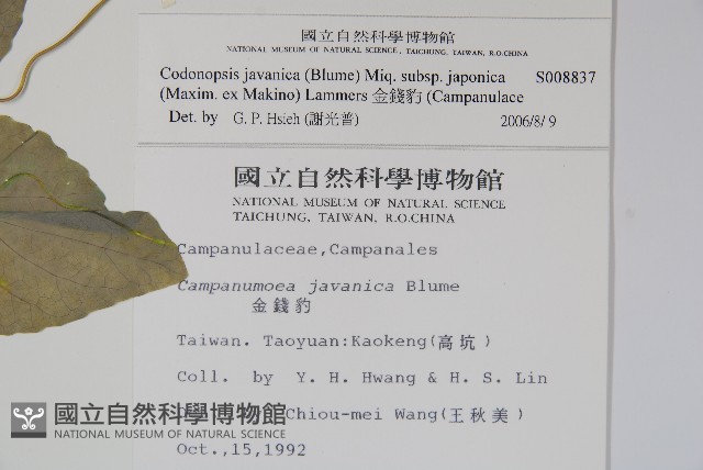 金錢豹藏品圖，第2張