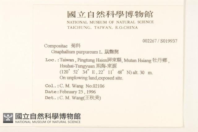 鼠麴舅藏品圖，第2張