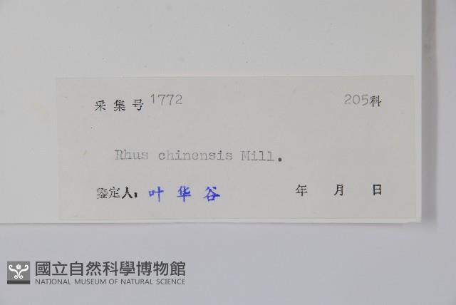 鹽膚木藏品圖，第2張