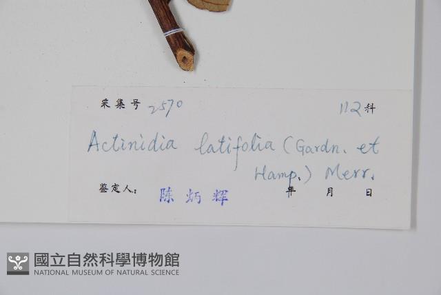 闊葉獼猴桃藏品圖，第2張