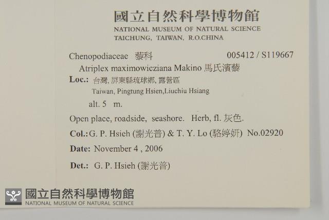 馬氏濱藜藏品圖，第2張