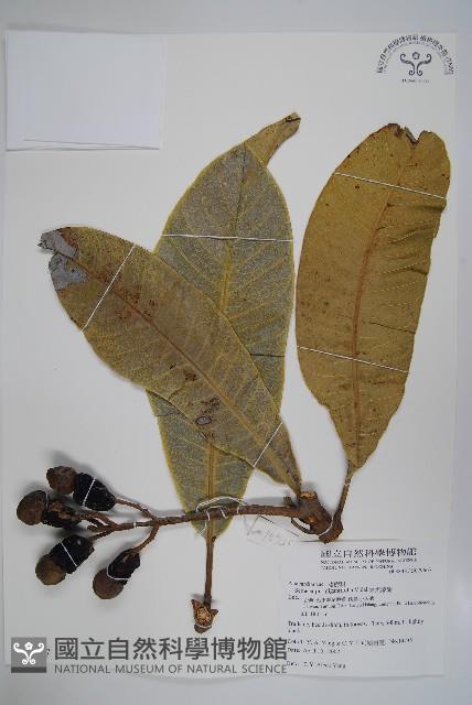 臺東漆樹藏品圖，第1張