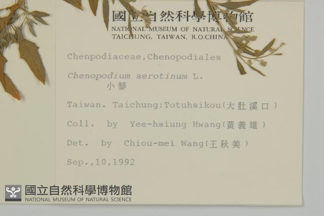 小葉藜藏品圖，第2張