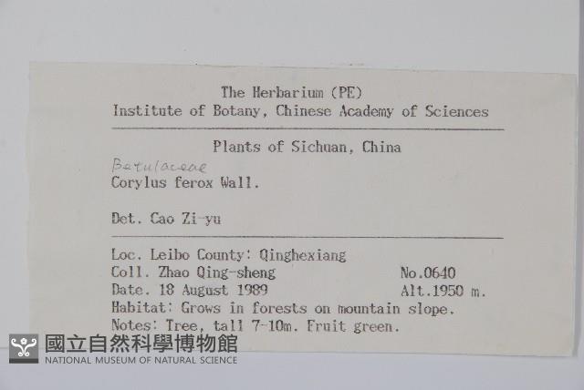 刺榛藏品圖，第2張