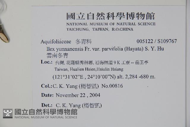 雲南冬青藏品圖，第2張