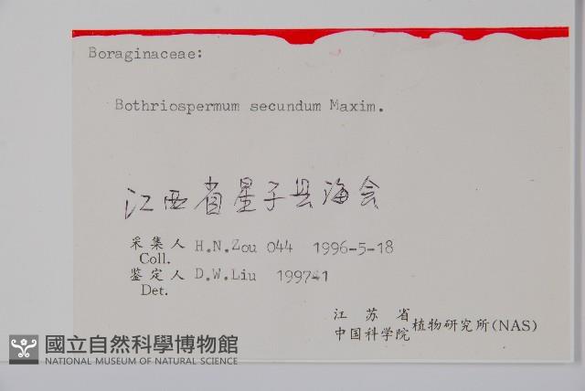 多苞斑種草藏品圖，第2張