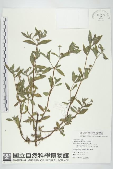 鱧腸藏品圖，第1張