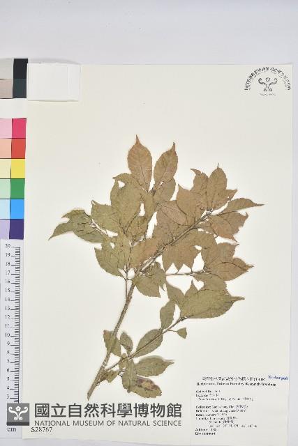 油葉石櫟藏品圖，第1張