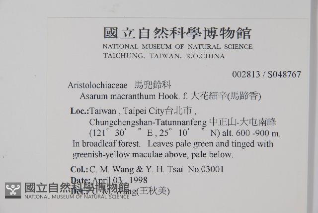 大花細辛、馬蹄香藏品圖，第2張