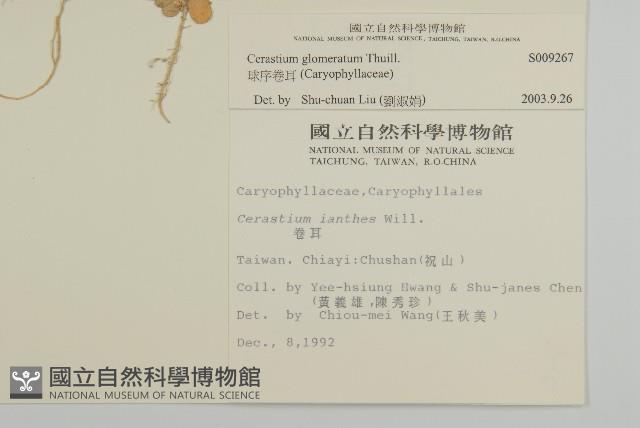 球序卷耳藏品圖，第2張