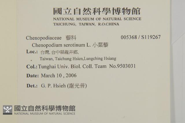 小葉藜藏品圖，第2張