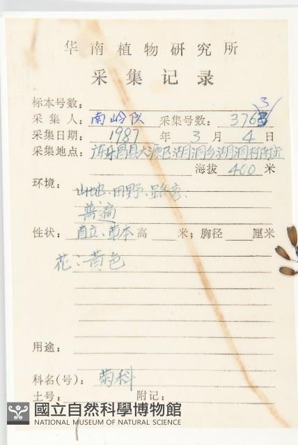 黃鵪菜藏品圖，第2張