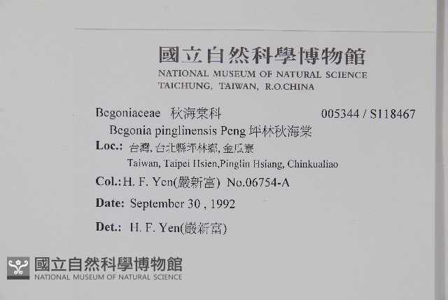 坪林秋海棠藏品圖，第2張