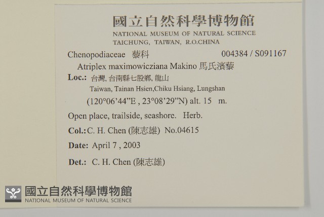 馬氏濱藜藏品圖，第2張