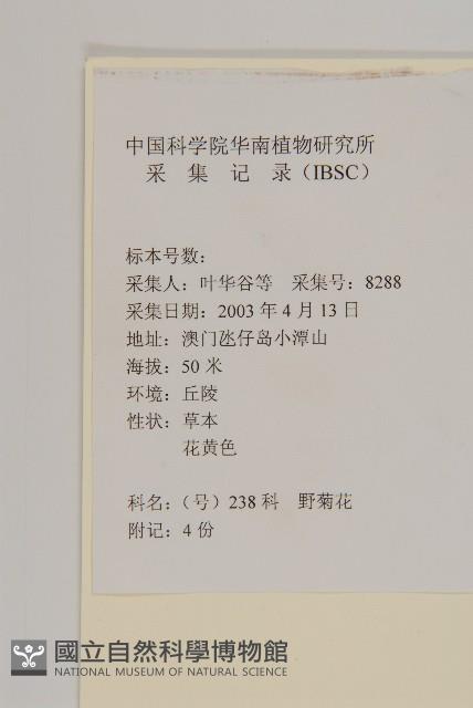 油菊、野菊藏品圖，第2張