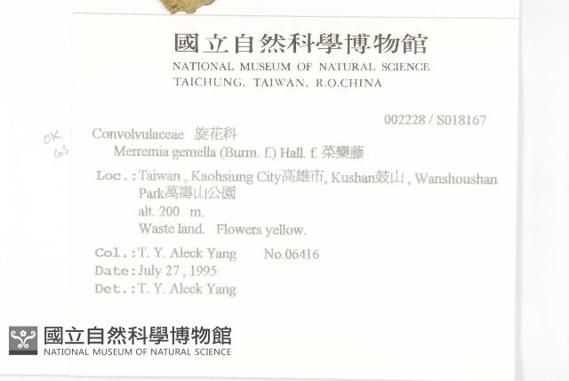 菜欒藤藏品圖，第2張