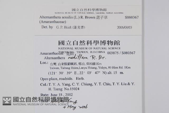 蓮子草藏品圖，第2張