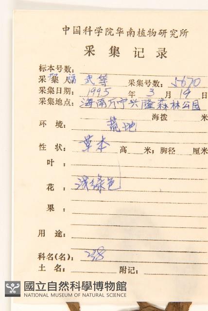 戴星草藏品圖，第2張