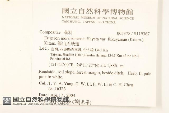 福山氏飛蓬藏品圖，第2張