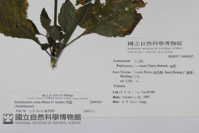 腺萼馬藍藏品圖，第2張