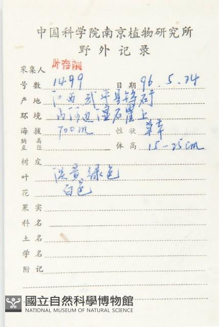 大葉火焰草藏品圖，第2張