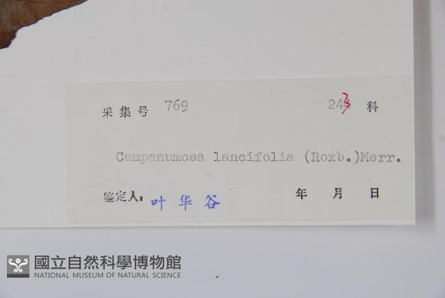 臺灣土黨參藏品圖，第2張