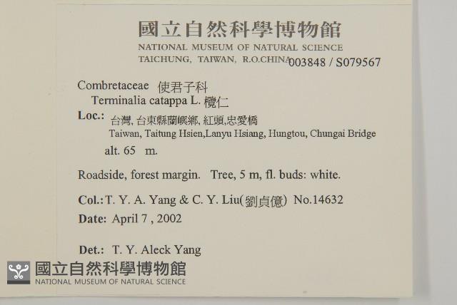 欖仁藏品圖，第2張