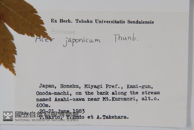 團扇槭藏品圖，第2張