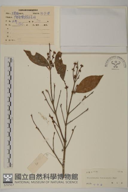 福建賽衛矛、福建假衛矛藏品圖，第1張