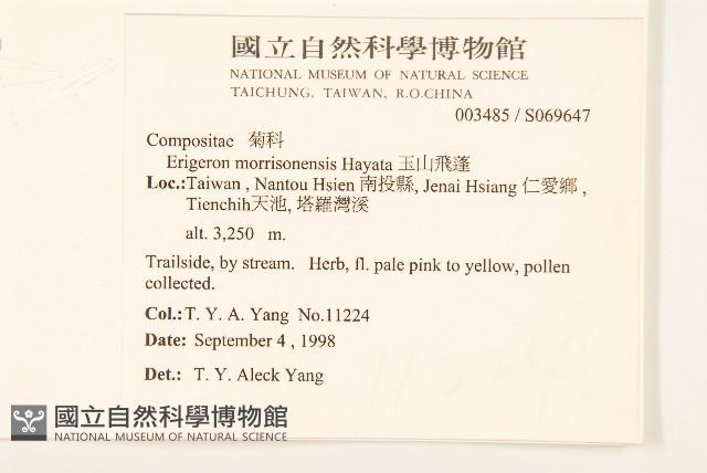 玉山飛蓬藏品圖，第5張