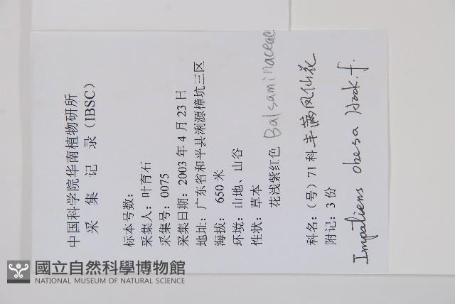 豐滿鳳仙花藏品圖，第2張