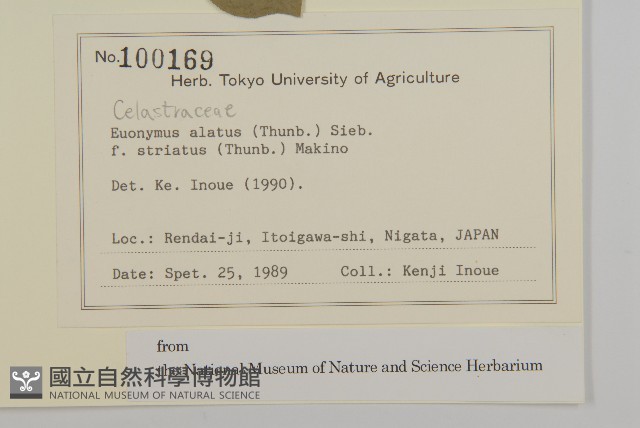 齒毛衛矛藏品圖，第2張