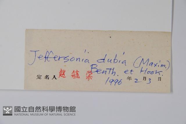 鮮黃連藏品圖，第2張