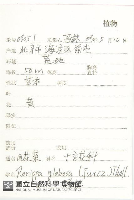 風花菜、球果山芥菜藏品圖，第2張